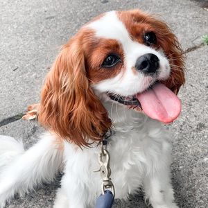 Meet your Posher, Layla